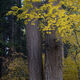 Arrowhead Color