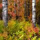 Early Autumn