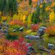 Vertical Autumn