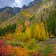 Autumn Glory