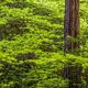 the Forest and the trees
