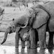 Black and White Waterhole