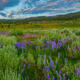 Basin Flowerrs