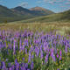 Central Idaho Lupines