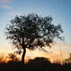 Evening Glow Oak