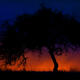 Shades of the Night