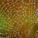 Dew Drops