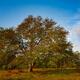 Under the Oak