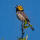 Golden Cheek Warbler