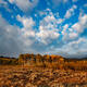 Basin Sky