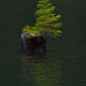 A Lone