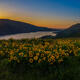 Rowena Sunrise