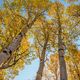 Growing up Aspen