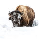 Frozen Snowy  Faced Bison