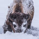 Buffalo with frozen frost on his  face 