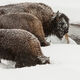 Heads up! Bison feeding in snow