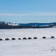 Bison herd migrating to wintering grounds