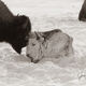 Frozen Bison and calf