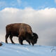 Wintering Bison during a break in the weather.