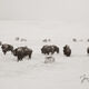 Hayden Valley  Winter Buffalo