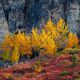 Edge of Autumn Tundra