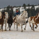 Wyoming Cowgirl chasing horse in the snow