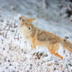 Coyote Picture 2