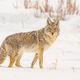 Coyote Photo 8