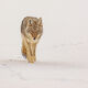 Coyote Photo 13