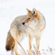 Coyote Photograph 11