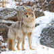 Coyote Photograph 17