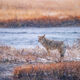 Coyote Picture 10