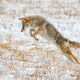 Coyote Picture 4