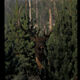 From the Woods