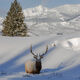 Winter Mountain Elk
