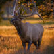 And the Rut Begins