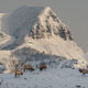 High Country Bulls