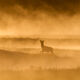 Alone at sunrise
