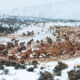 Winter Elk Herd 