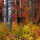 Autumn Cluster
