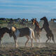 Horse fighters