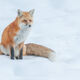 Fox-photo-3