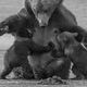 Nursing Grizzlies