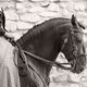 Horses of Camargue, Provence France 10