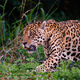Jaguar Hunting
