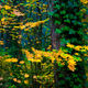 Fall Metamorphosis 