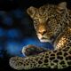Leopard in the Shadows