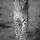Locked on YOU! Leopard