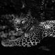 Shadow Cat
