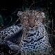 Wild Eyed Leopard